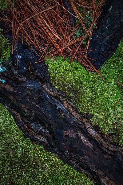 Jaynes Gallery 아티스트의 USA-New Jersey-Pine Barrens National Preserve Close-up of log and pine needles작품입니다.